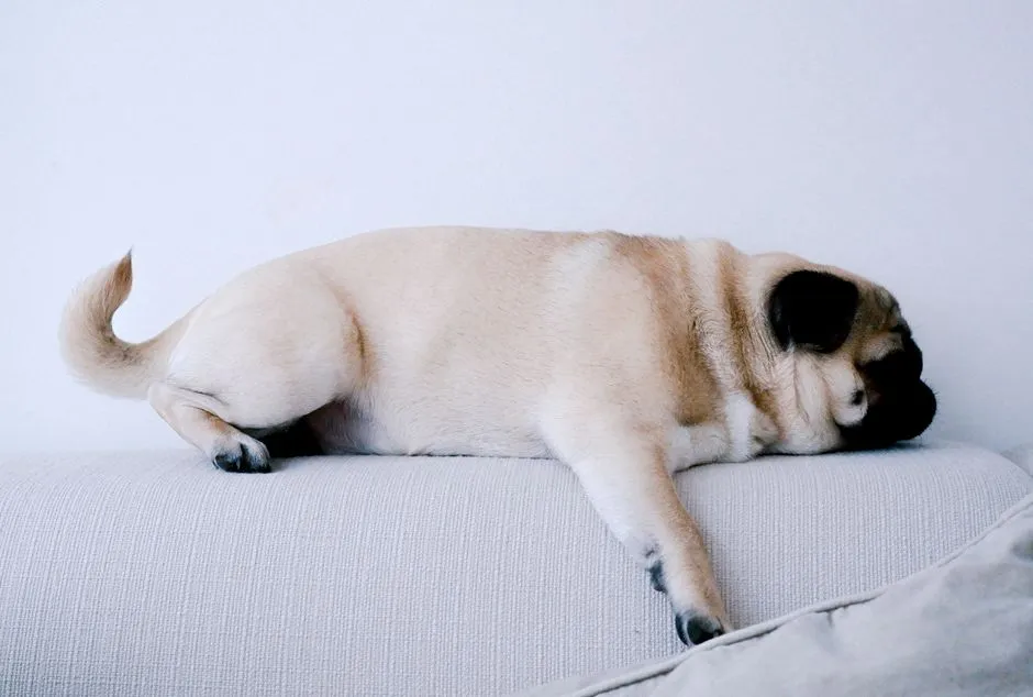 #26 - Pug: Clownish Snorer Built for the Sofa (Built for Quiet) (Image Credits: Pexels)