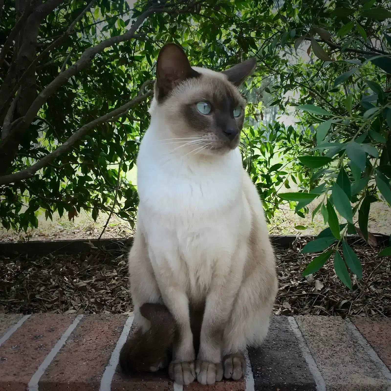 Tonkinese (Image Credits: Source: wikimedia)