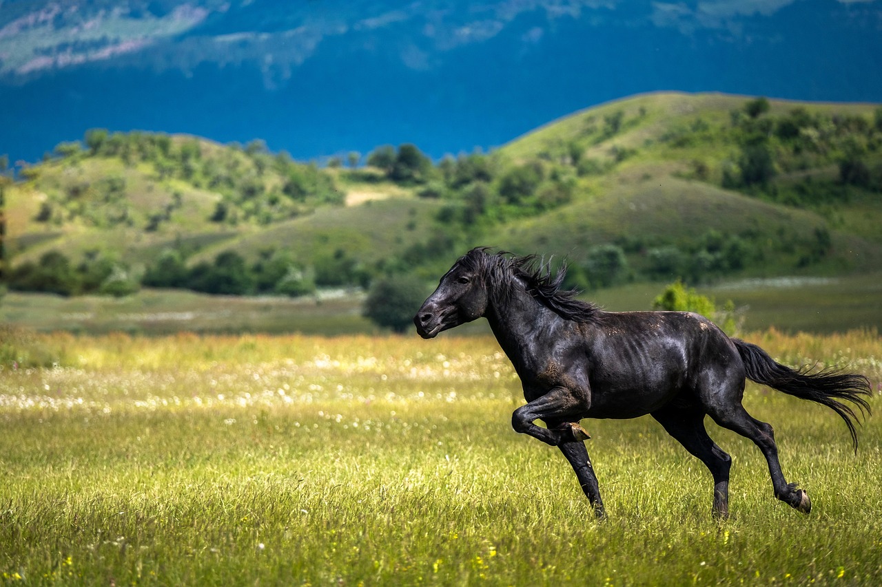 Risk of Being Trampled by 1,000-Pound Animals (Image Credits: Pixabay)