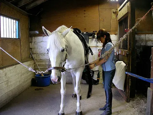 Girthiness and Biting When Tacking Up (Image Credits: Flickr)