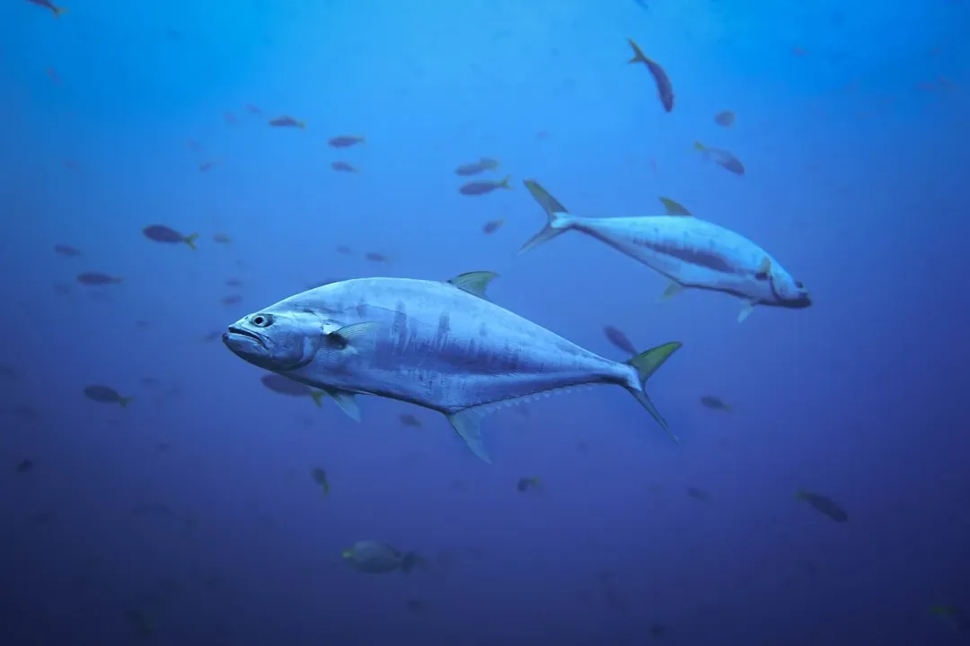 Atlantic Bluefin Tuna: Giants of the Deep in Decline (Image Credits: Unsplash)