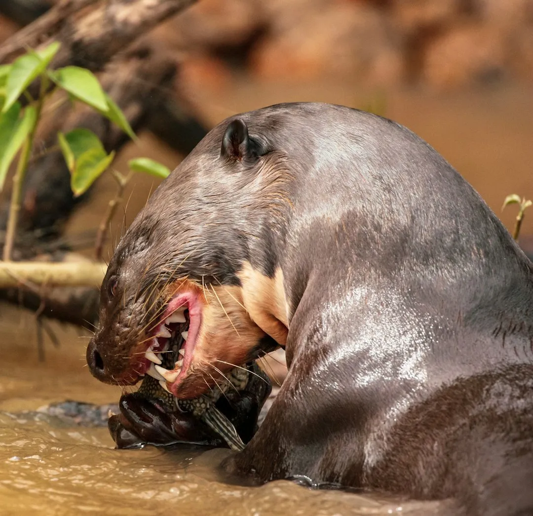 Cooperative Hunting Strategies (Image Credits: Unsplash)