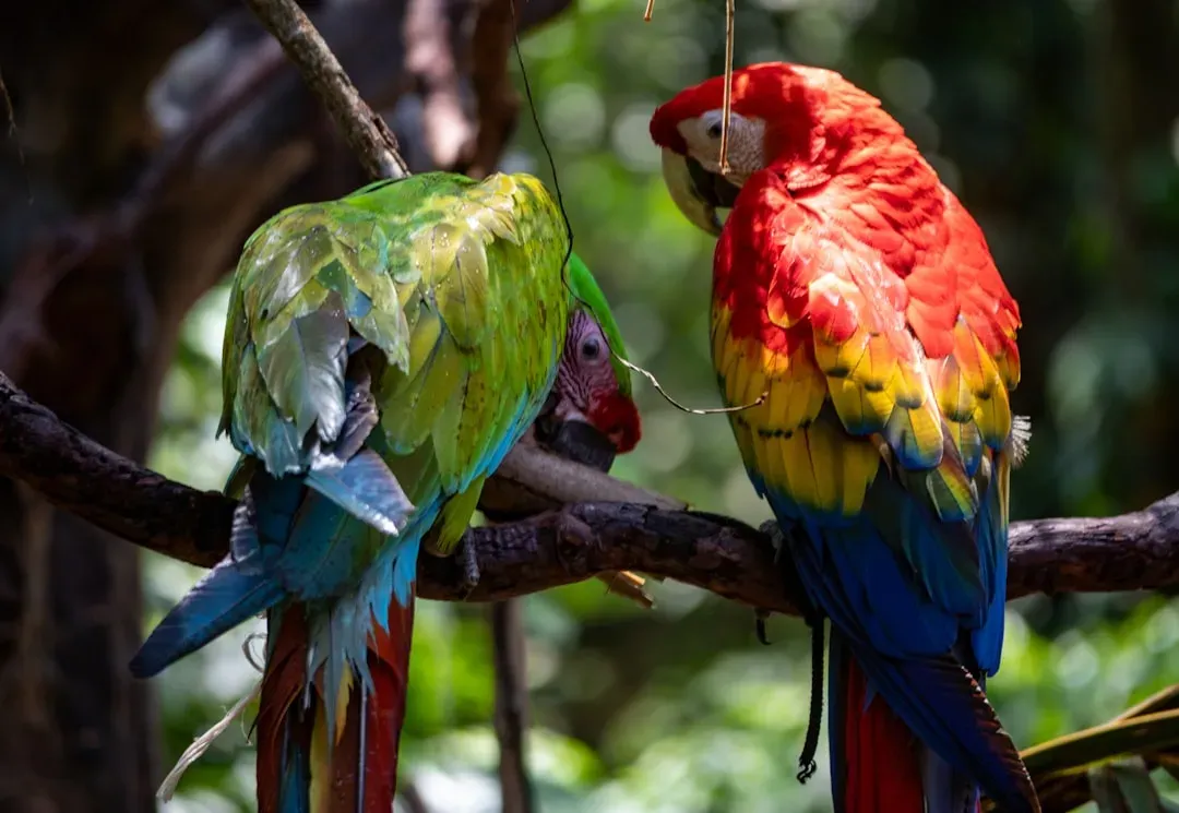 #13 – Green-Winged Macaws Rarely Accept Replacements (Image Credits: Unsplash)