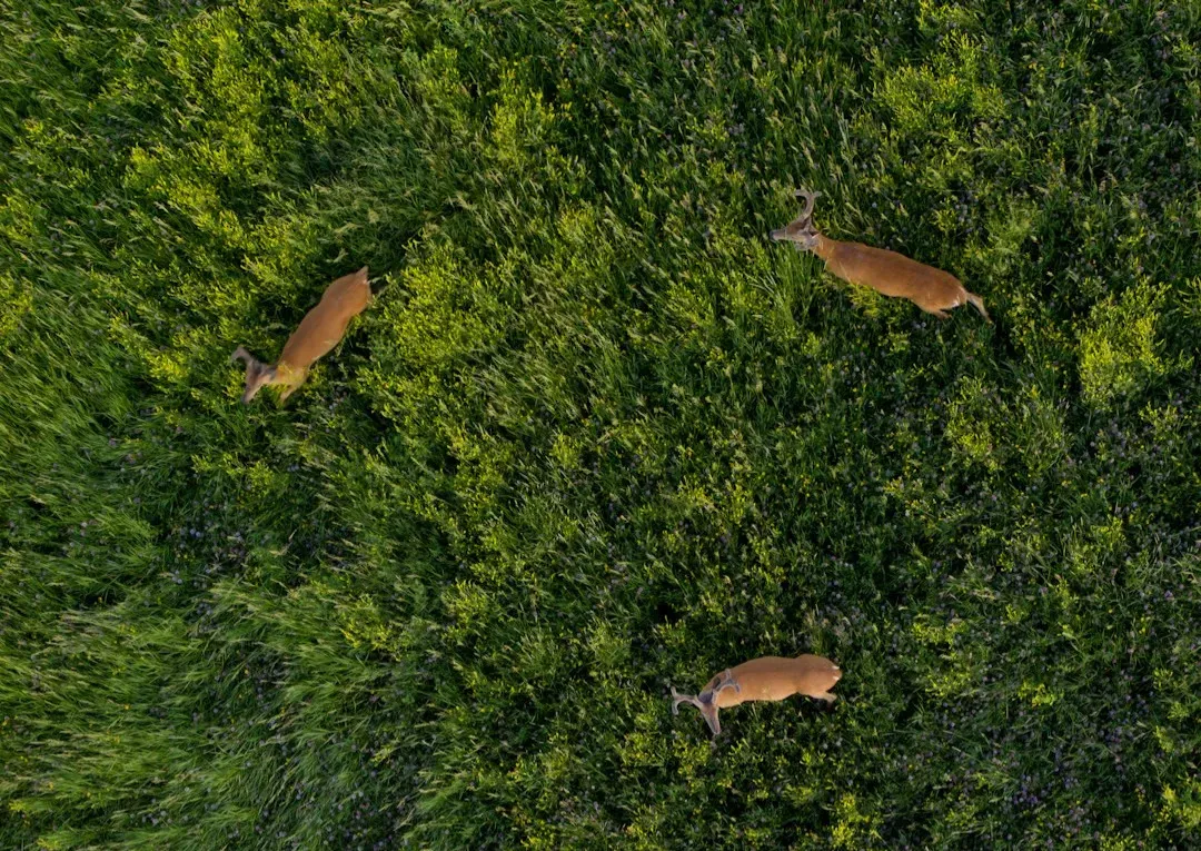 Drones in the Sky: Eyes Where Humans Can’t Easily Go (Image Credits: Unsplash)