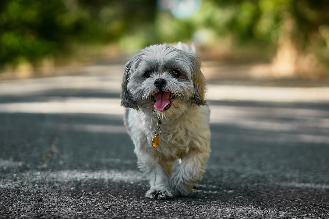 Maltese - The Devoted Angel (Image Credits: Unsplash)