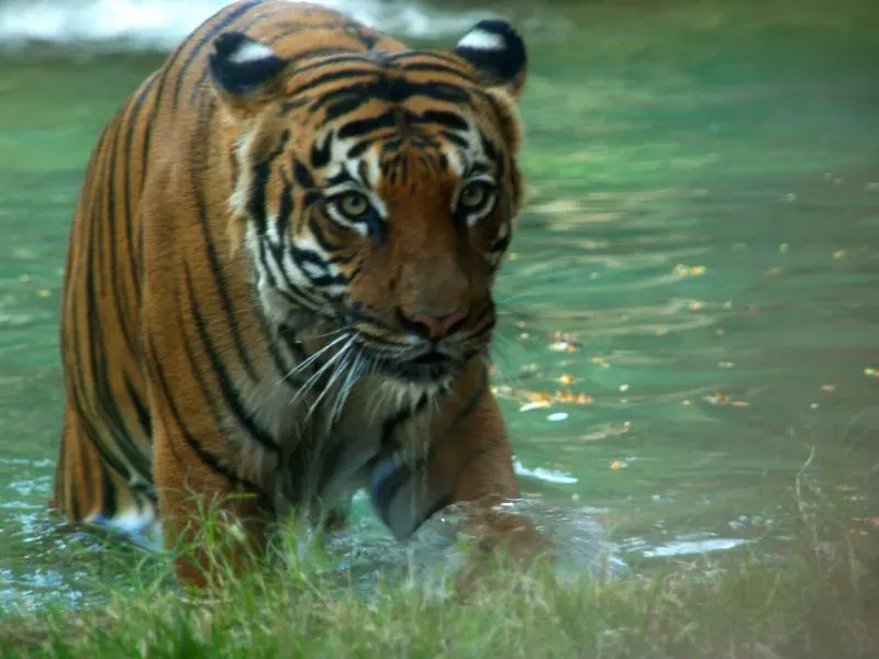 They Adapt Hunting Strategies Based on Past Experiences (Image Credits: Flickr)