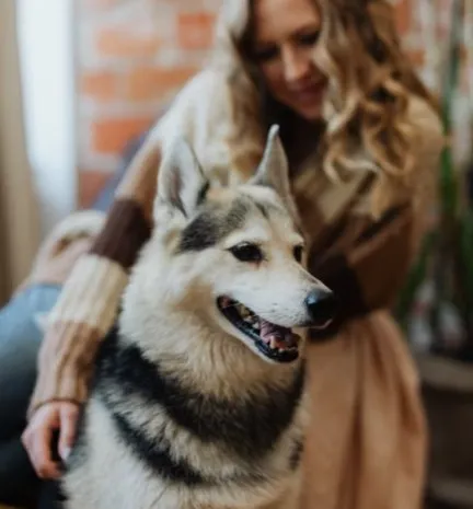 #3 - Single-Person Bonded Huskies (Image Credits: Pexels)