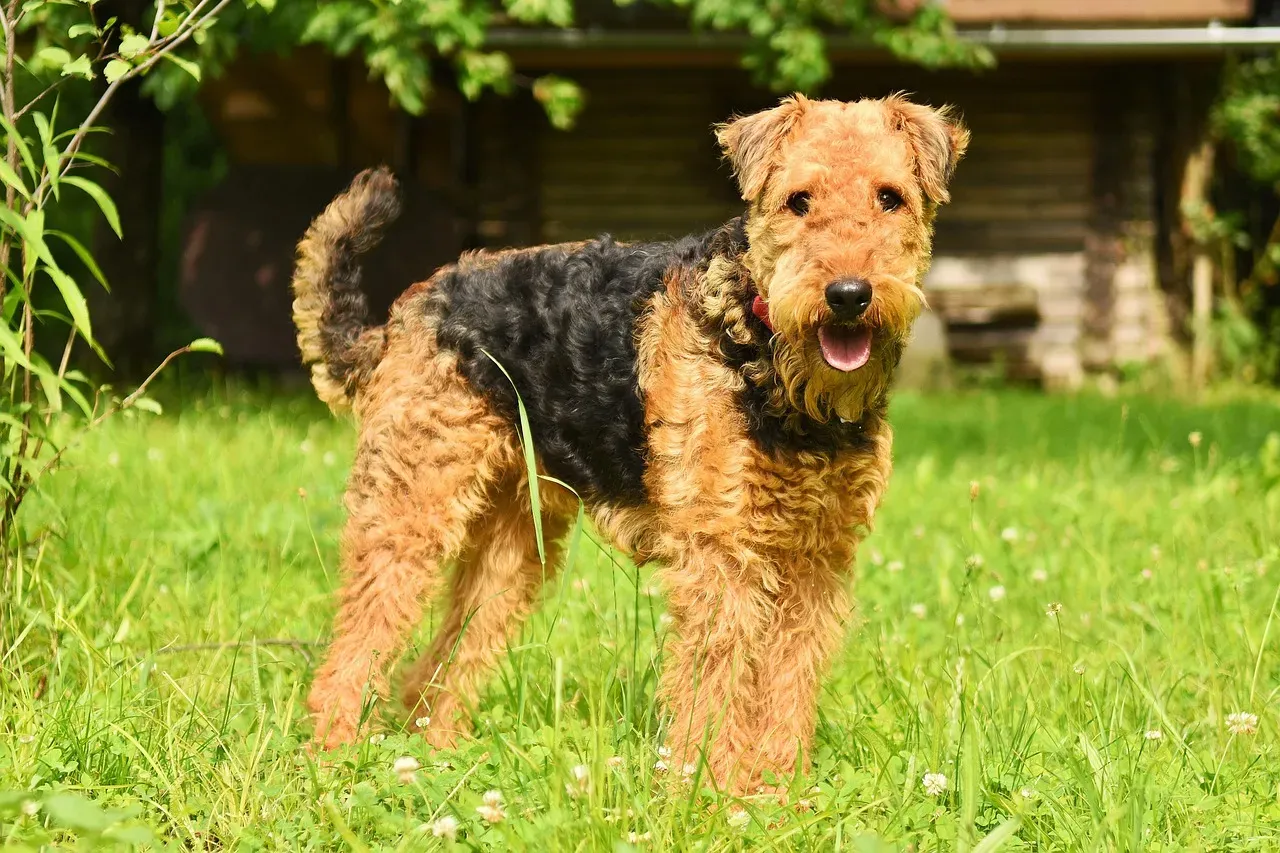 1. Airedale Terrier - The King of Scruffy (Image Credits: Pixabay)