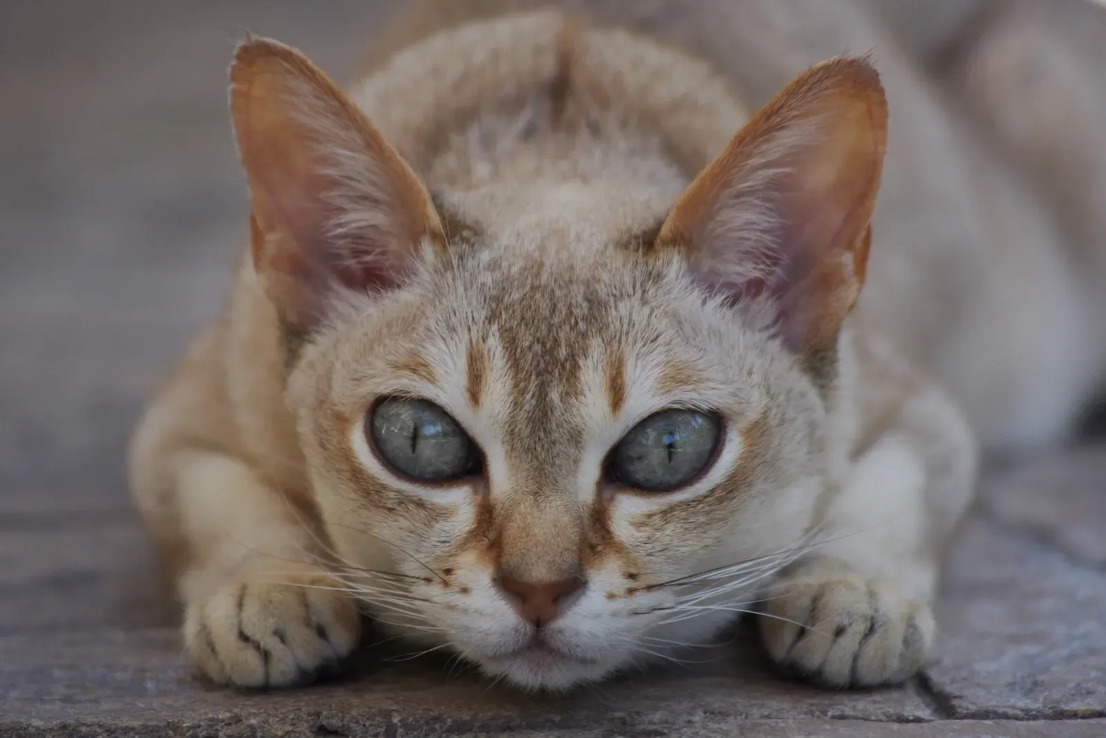 Singapura: The World's Smallest Cat With an Enormous Heart (By Renamed user 51g7z61hz5af2azs6k6 (talk) (Uploads), CC BY-SA 3.0)