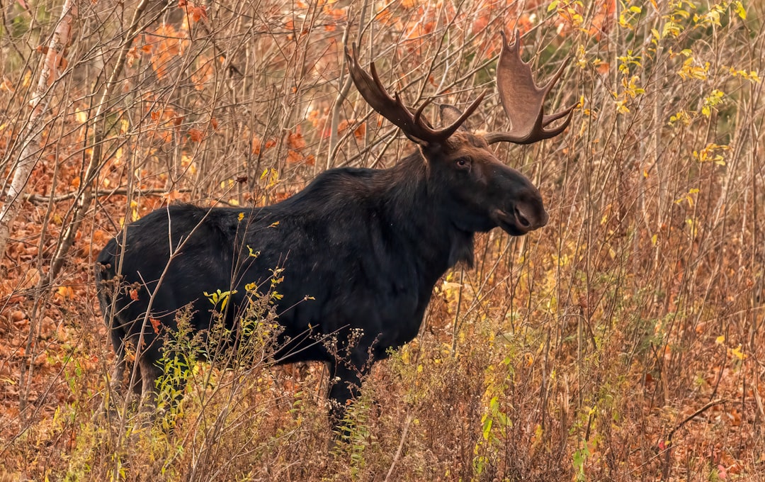 What Actually Works When a Moose Charges (Image Credits: Unsplash)