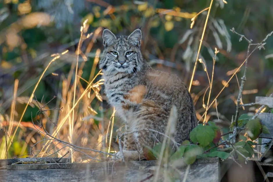 Conclusion: The Wild Neighbors We Pretend Not to See (Image Credits: Pexels)