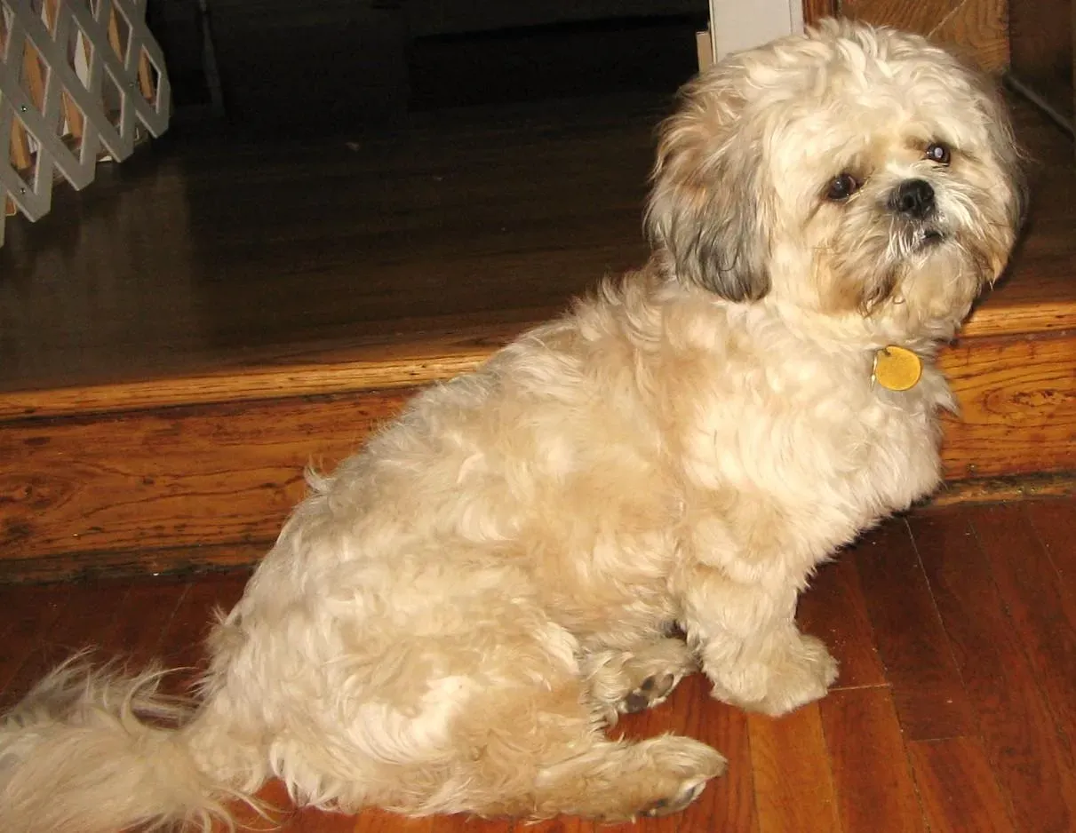 The Bichon Frise: Fluffy and Apartment Friendly (Image Credits: Wikimedia)