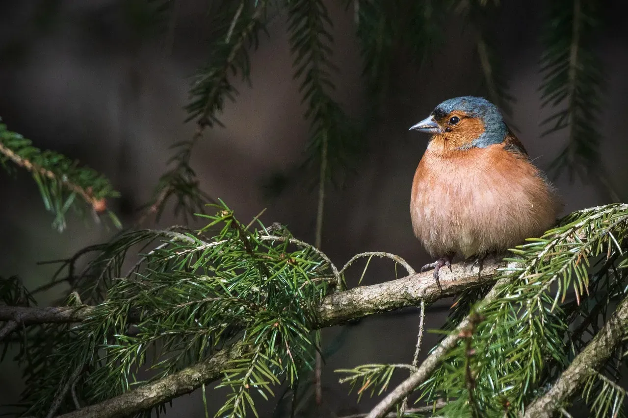 What We Can Actually Do to Bring Birds Back (Image Credits: Pixabay)