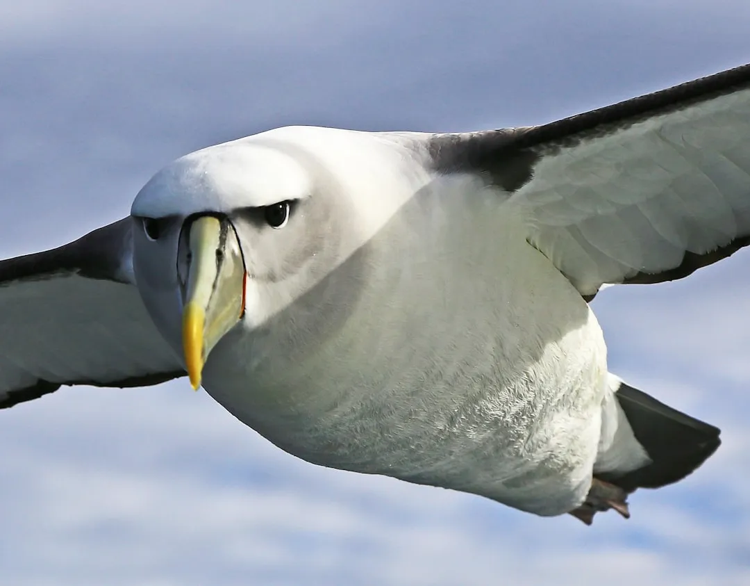 5. Albatross: The Ultimate Long-Distance Glider (Image Credits: Unsplash)