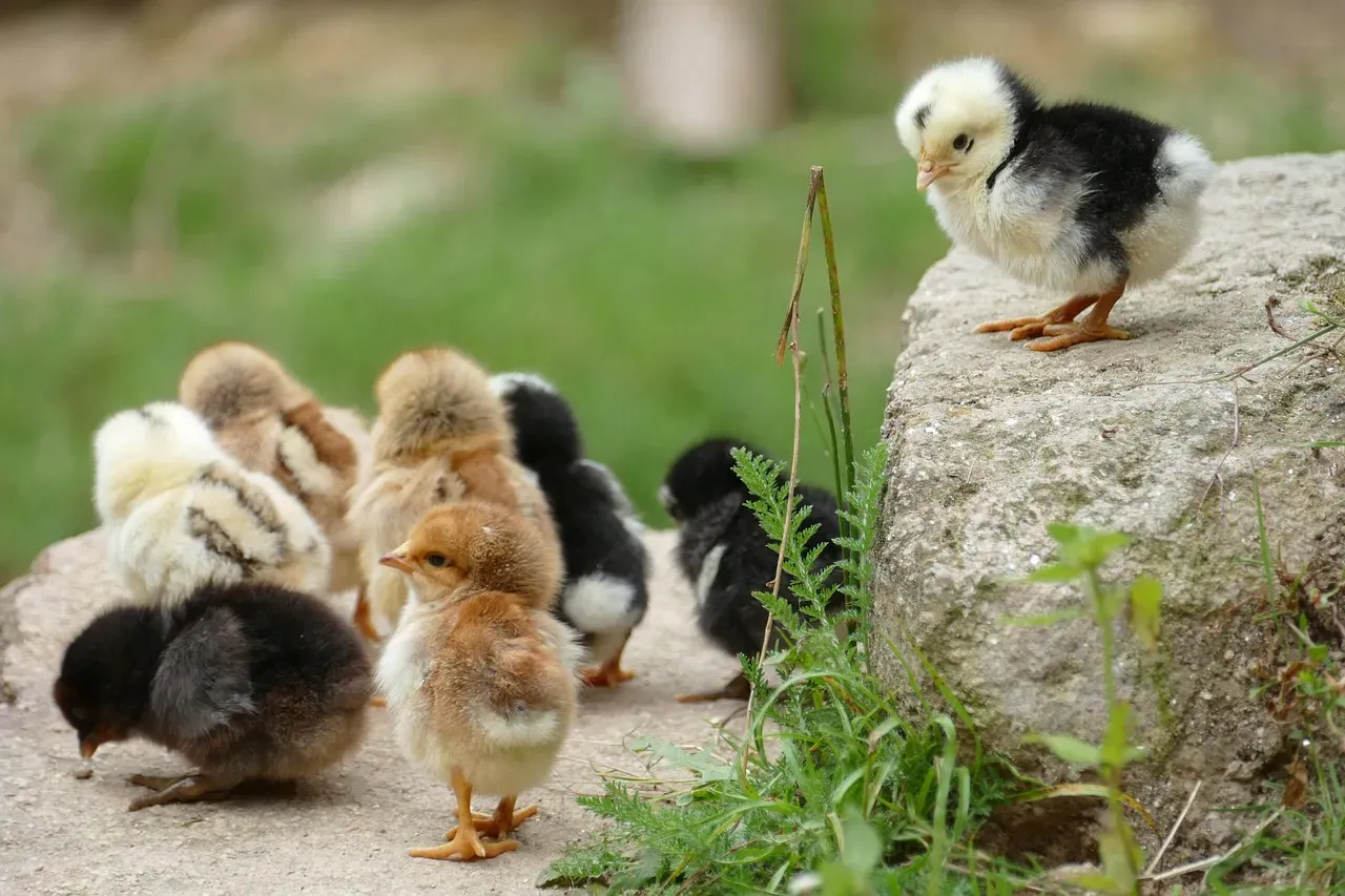 Chickens: Far From Bird-Brained (Image Credits: Pixabay)