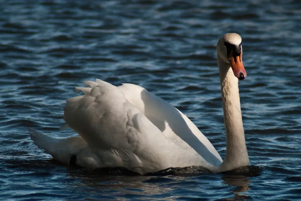 Libra (September 23 &ndash; October 22): The Swan (Pranavian, Flickr, CC BY 2.0)