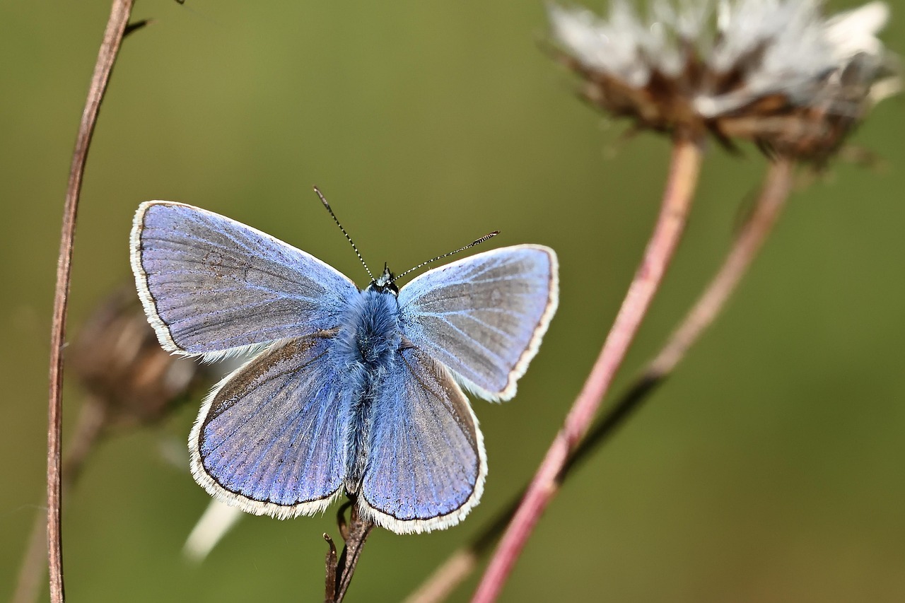 Miami Blue Butterfly (Image Credits: Pixabay)