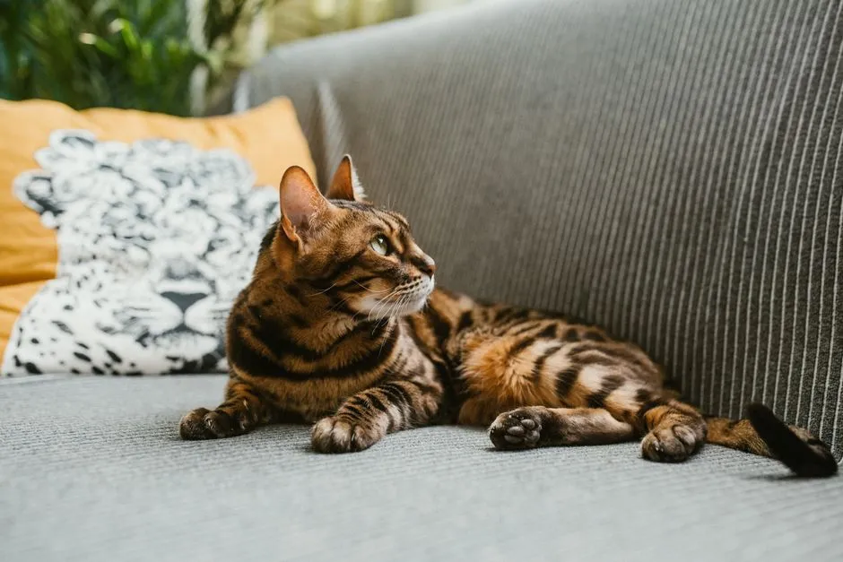 #1 Aries – The Bengal: Wild Energy in a Living Room Body (Image Credits: Pexels)