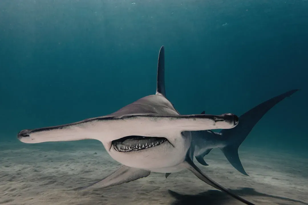 11. The Hammerhead Shark: Nature's Most Peculiar Engineering Achievement (Image Credits: Unsplash)