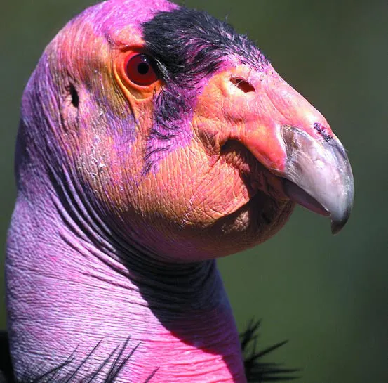 #8 Slow Lives: How Condor Biology Makes Recovery So Hard (Public domain)