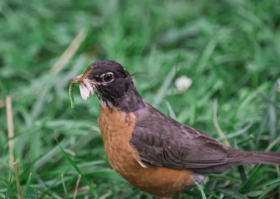#2. Robins Hunt Worms With Their Eyes, Not Their Ears (Image Credits: Pexels)