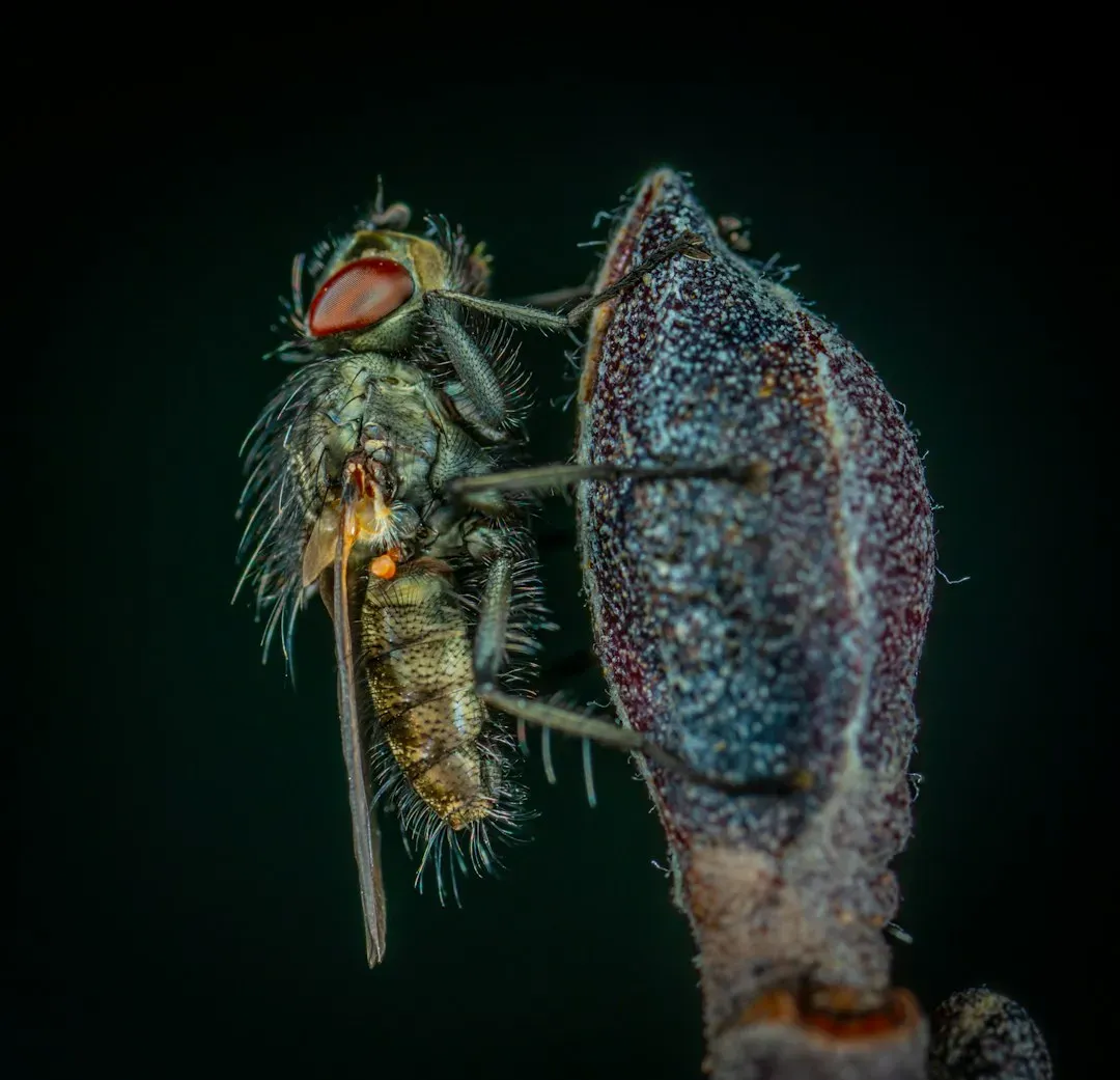 Juvenile Orchid Mantises Look Like Stink Bugs First (Image Credits: Unsplash)