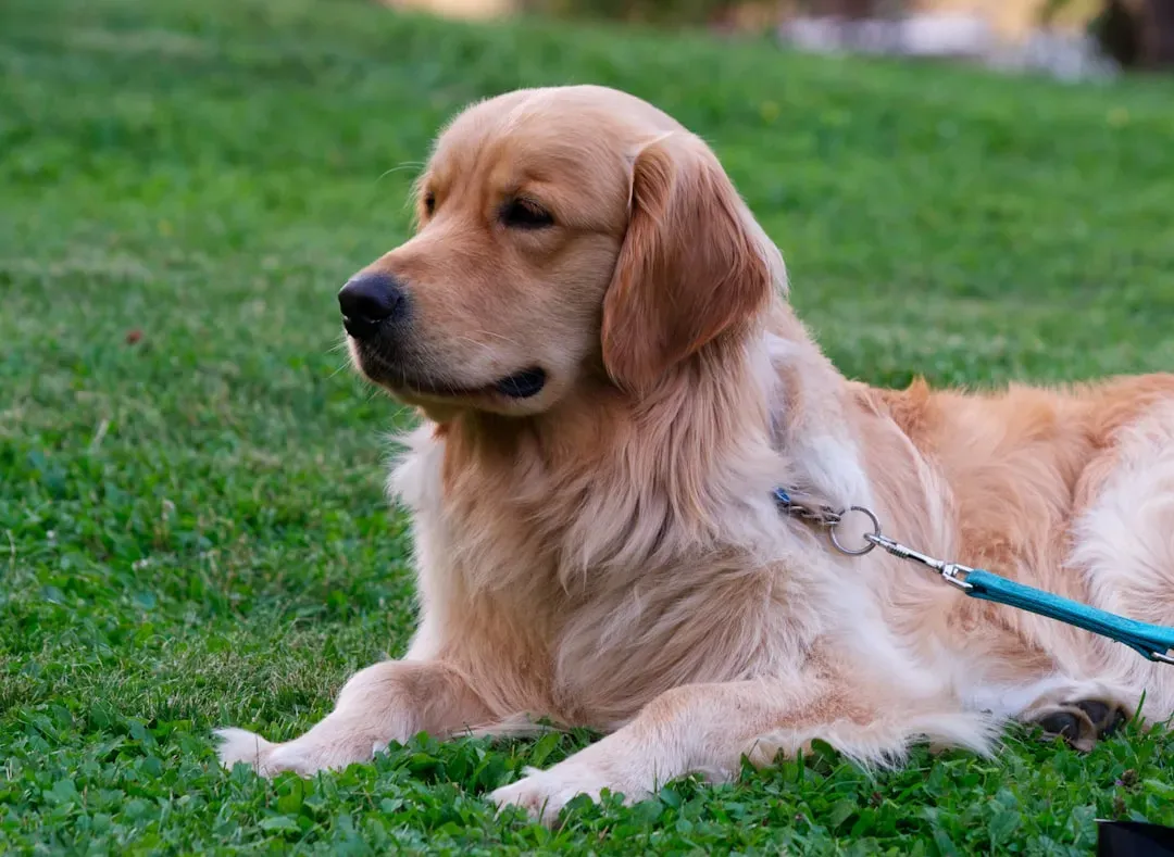 Golden Retriever: The People Pleaser (Image Credits: Unsplash)
