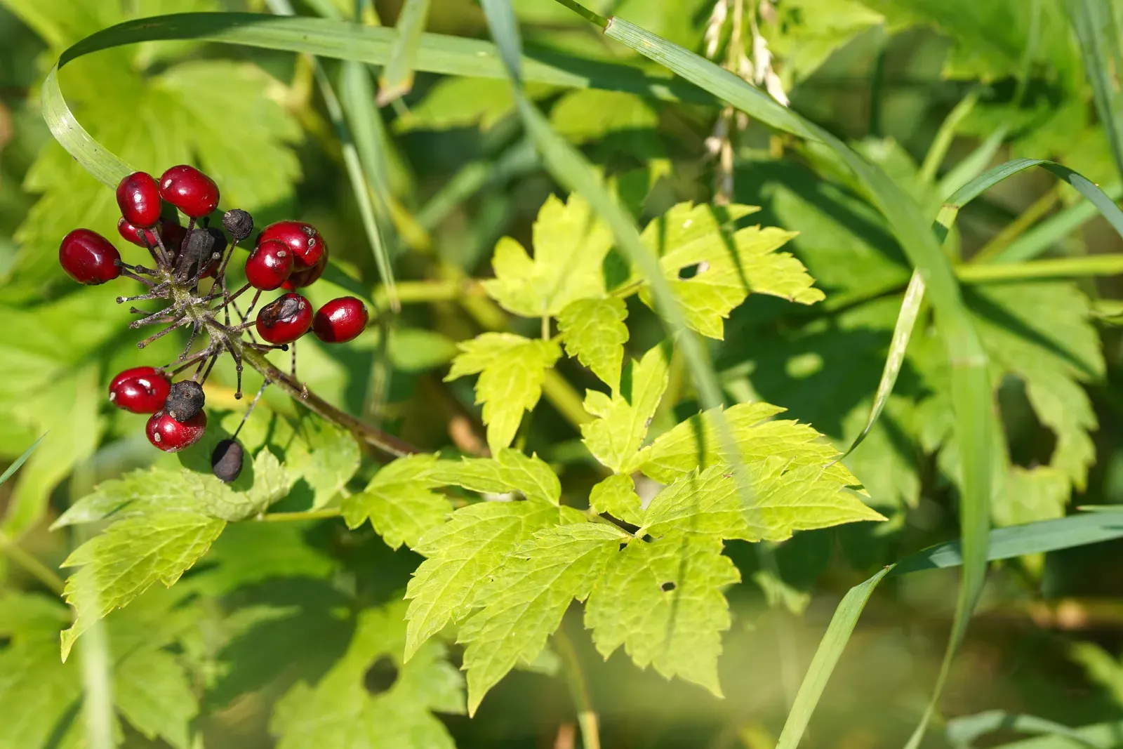 3. Feeding Human Foods That Are Toxic to Pets (Red baneberry, Public domain)