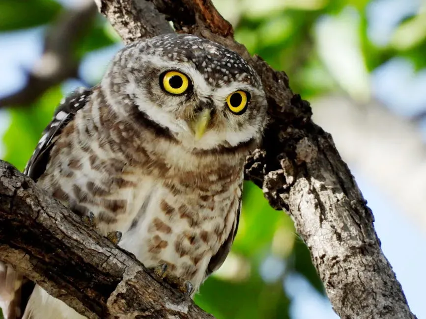The Sharp Bark or Yelp (Image Credits: Pexels)