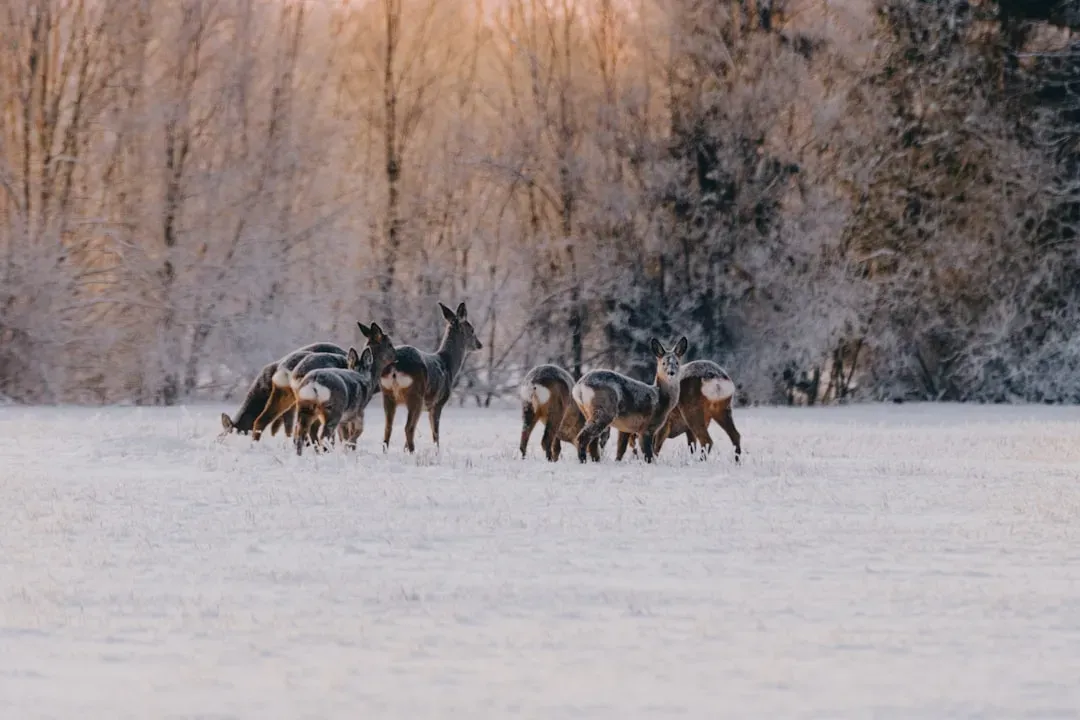 Their Hooves Shape-Shift Between Seasons (Image Credits: Unsplash)