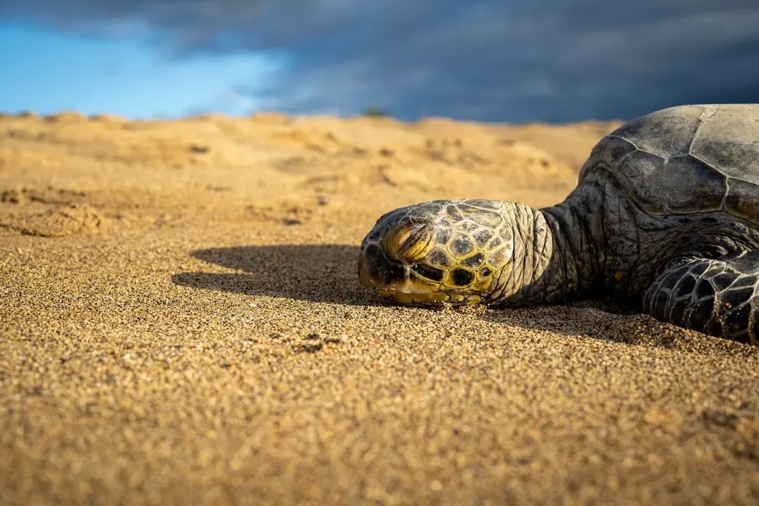 8. Hawksbill Green Sea Turtle (Honu) (Image Credits: Unsplash)