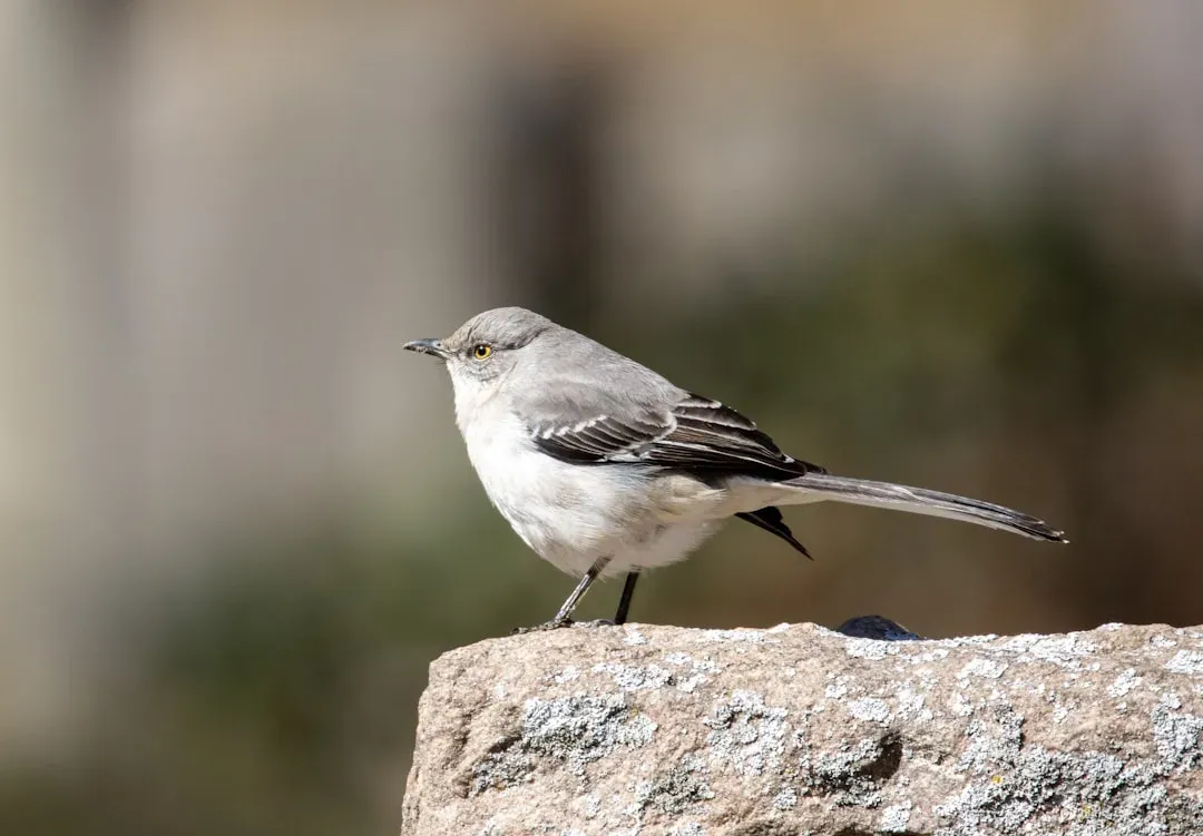 The Northern Mockingbird's Mimicry Medley (Image Credits: Unsplash)