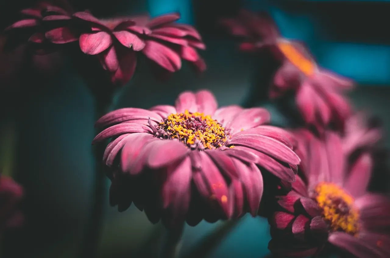 Blanketflower: The Daisy That Keeps on Giving (Image Credits: Pixabay)