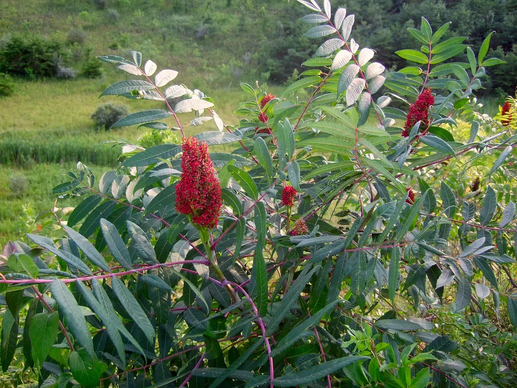 10. Native Sumac (Rhus spp.) - The Winter Lifeline (Wendell Smith, Flickr, CC BY 2.0)