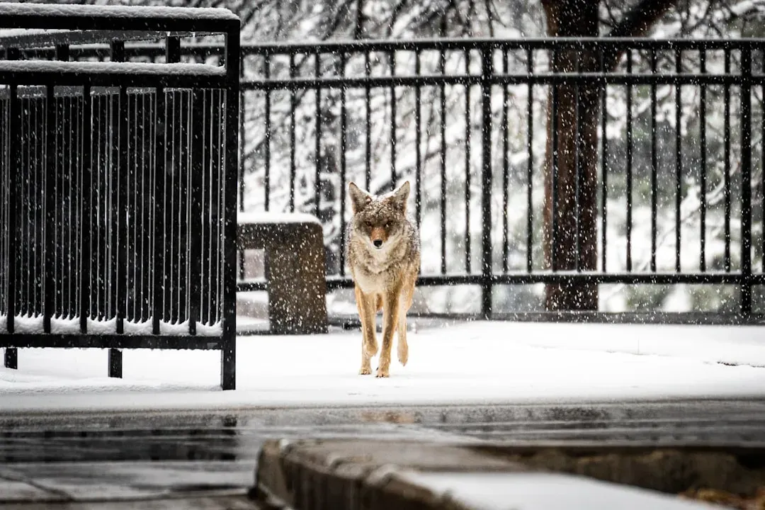 #8: They Hunker Down Just Before the First Drops Fall (Image Credits: Unsplash)