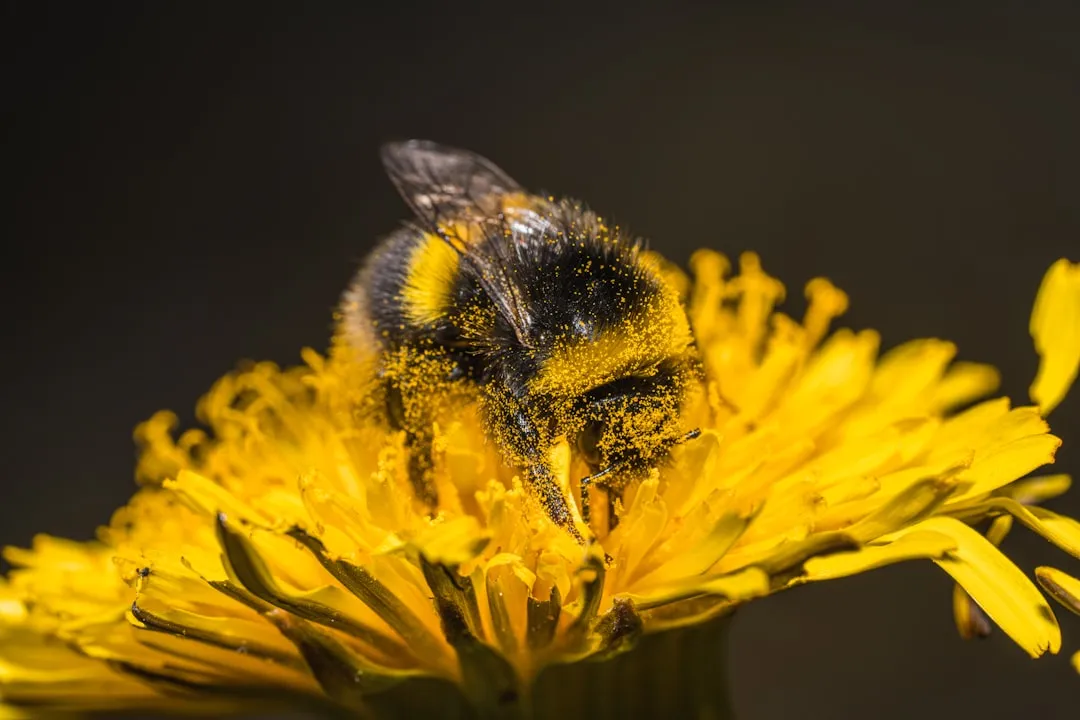 12. Removing the "Weeds" Bees Actually Need (Image Credits: Unsplash)