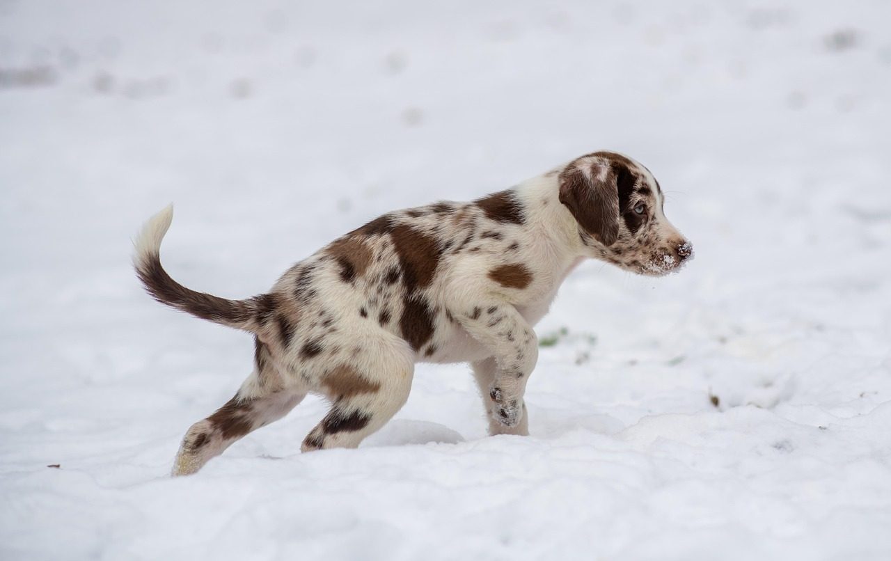 The Art and Science of Puppy Selection (Image Credits: Pixabay)