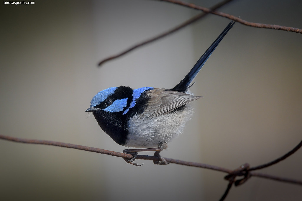 Wrens Teach Their Babies Secret Songs While Still in the Egg (Image Credits: Flickr)