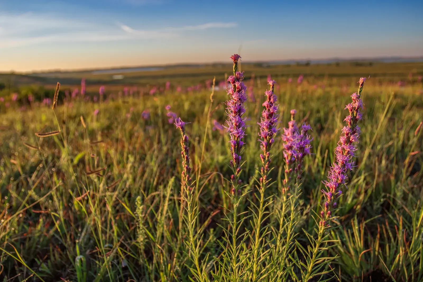 Blazing Star: The Vertical Wonder (Image Credits: Wikimedia)