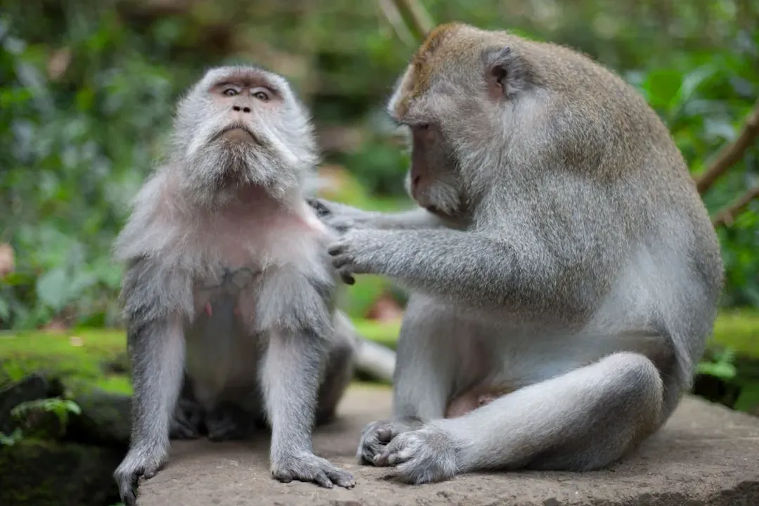 Macaques Starve Rather Than Harm a Fellow Animal (Image Credits: Unsplash)