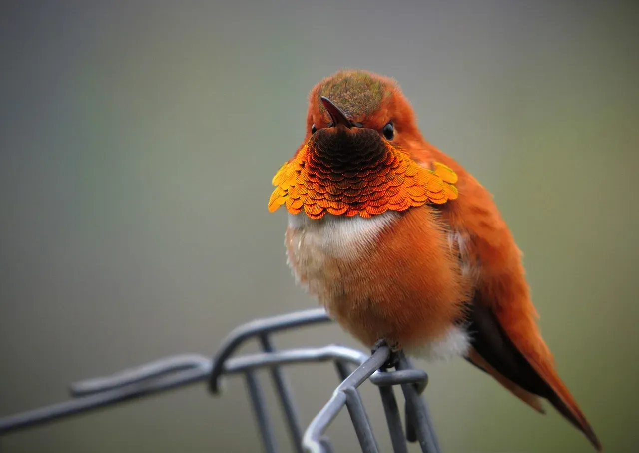 5. The Rufous Hummingbird: A Long Migrant in Trouble (Image Credits: Pixabay)