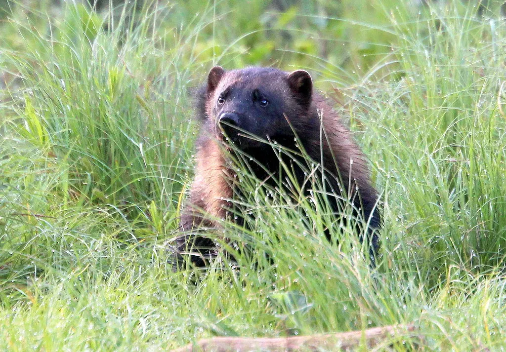 Idaho: Hidden Populations in the Wilderness (Image Credits: Flickr)