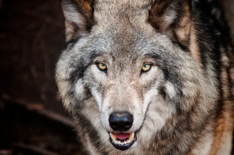 #1: Wolves Are the Alpha Rulers of a Brutal Hierarchy (Image Credits: Pexels)