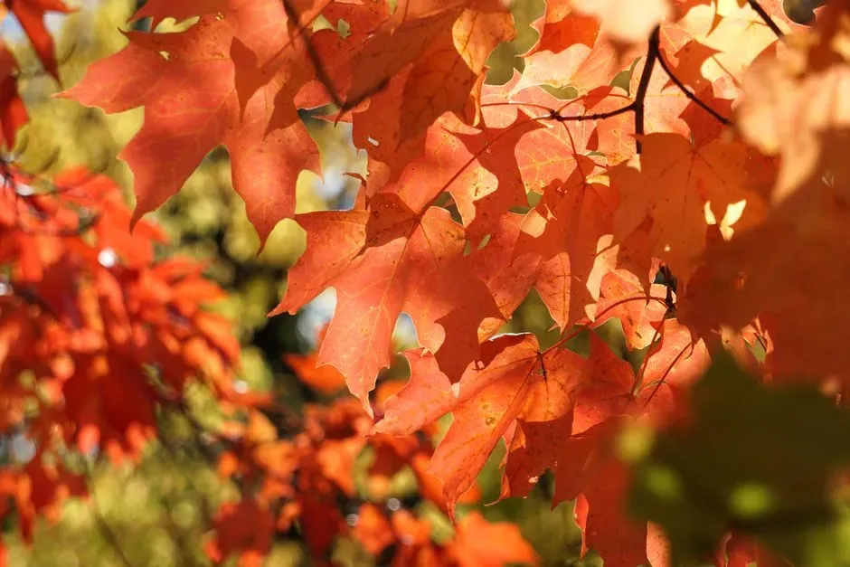 #1. Sugar Maple (Acer saccharum) (Image Credits: Pexels)