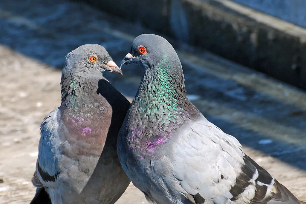 #33 - Rock Dove / Feral Pigeon Cousins: Winners Overall, but Local Retreats Tell a Tale (dave and rose, Flickr, CC BY 2.0)