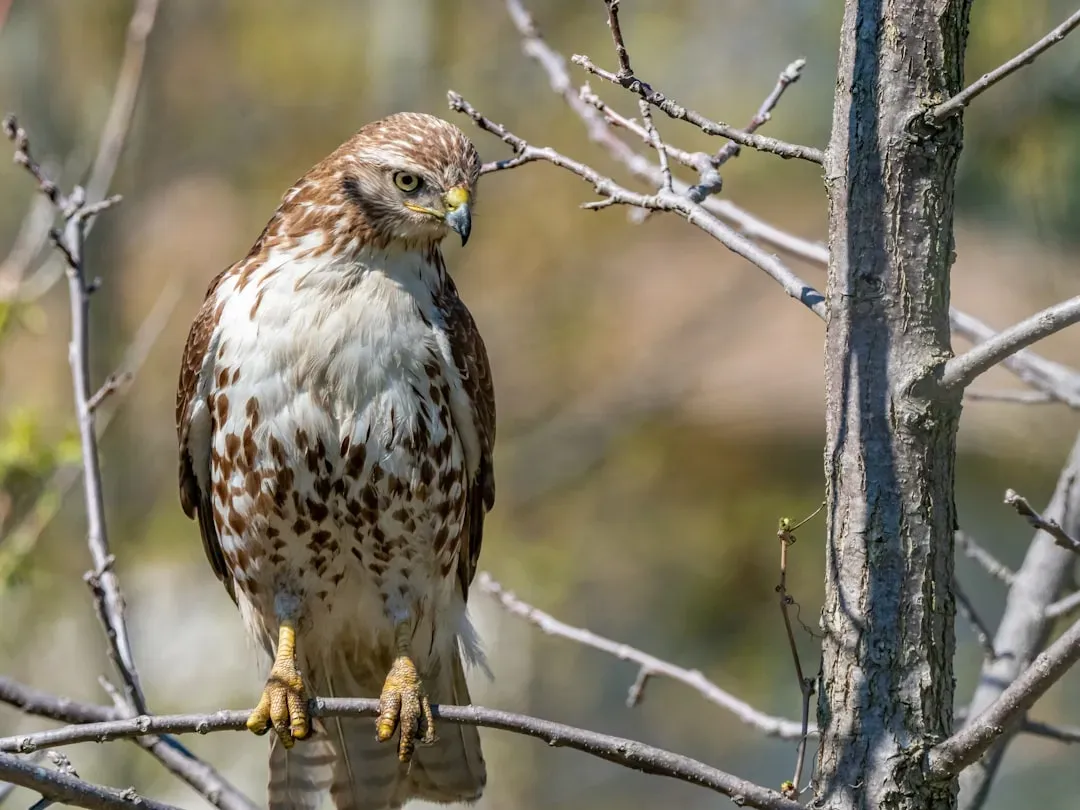 #1. They Are the Most Common Hawk in North America (Image Credits: Unsplash)