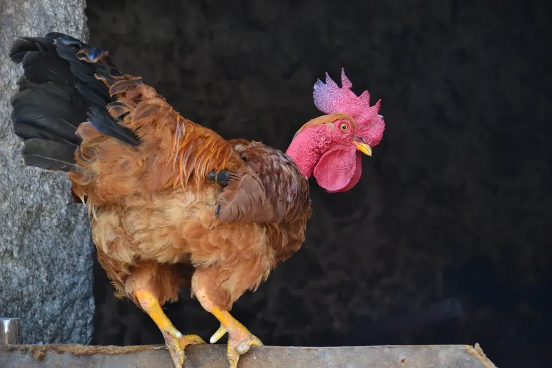 9. The Redcap: The Breed Almost Nobody Has Seen (Image Credits: Unsplash)