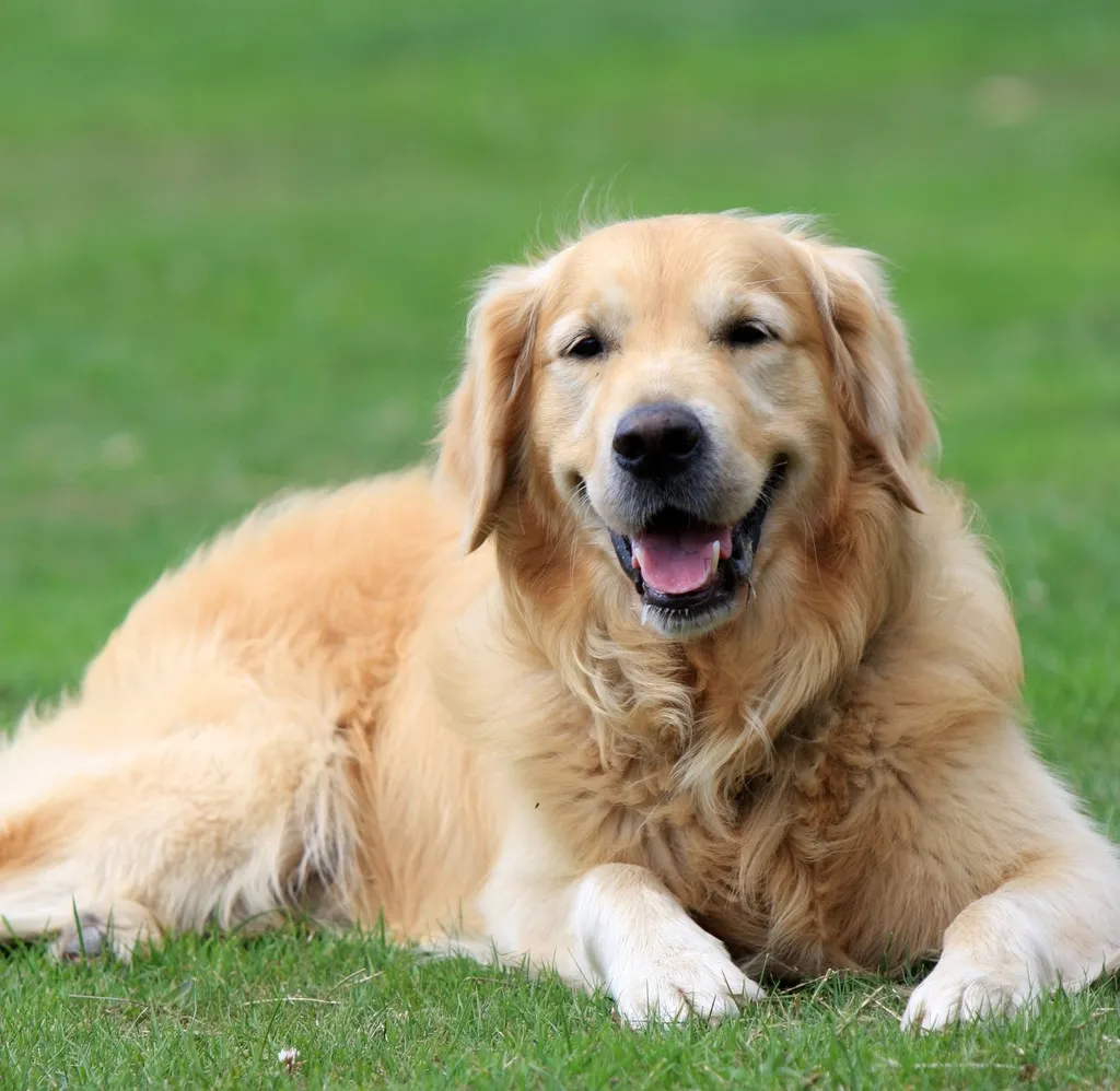 #2 - Golden Retriever: America's Sweetheart With a Clingy Secret (Image Credits: Rawpixel)