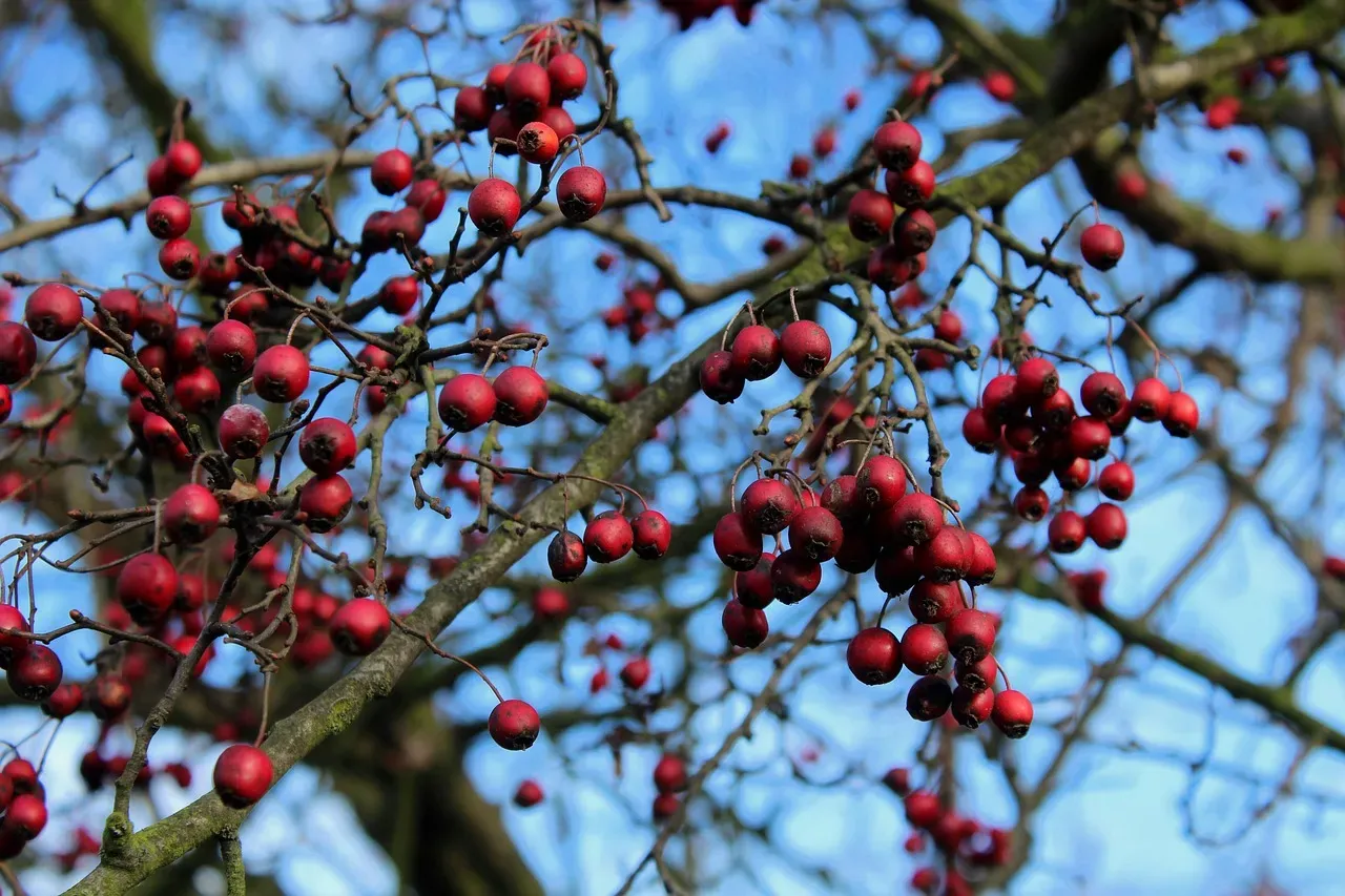 #6 Virgo (August 23 – September 22): The Hawthorn (Image Credits: Pixabay)