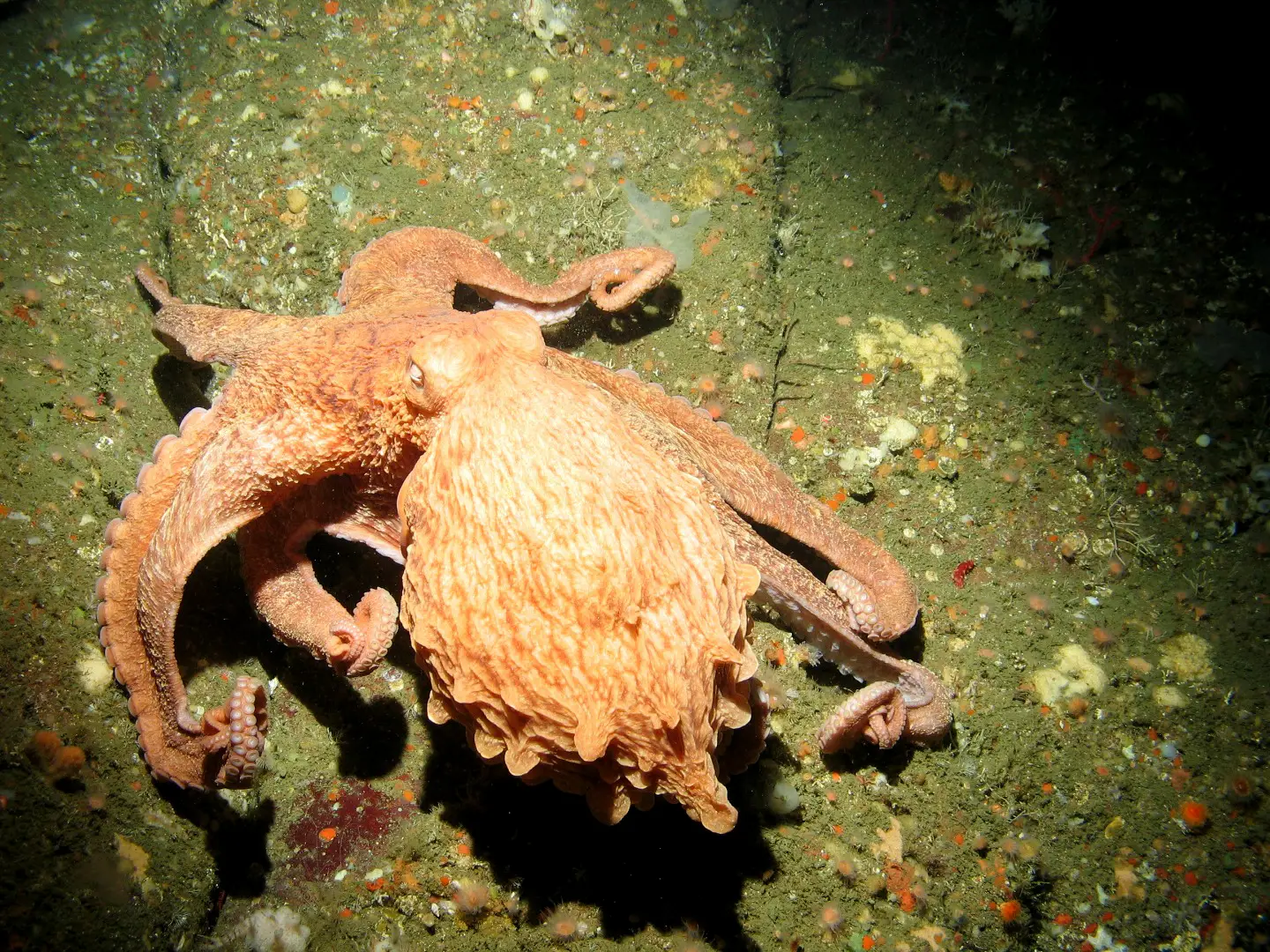 Eyes still call some of the shots (GFNMS - giant pacific octopus - Rittenberg Bank, Public domain)